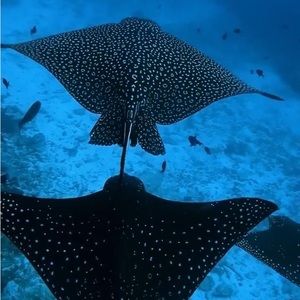 Meet your Posher, Stella